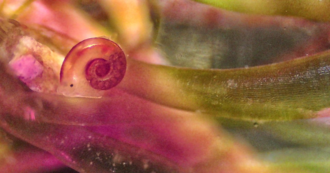 Alla scoperta delle post-larve dei molluschi Trochidae nei nostri mari